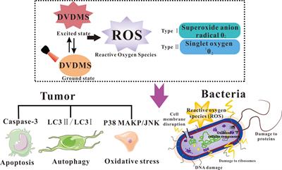 The Application of DVDMS as a Sensitizing Agent for Sono-/Photo-Therapy